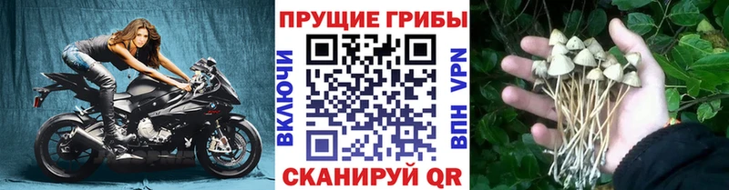 Купить  Аткарск  Псилоцибиновые грибы Psilocybe 